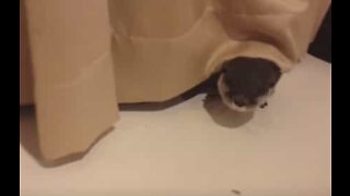 Pet otter loves playing with curtains