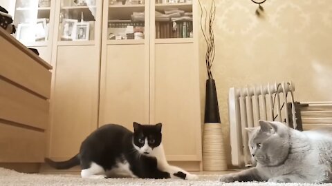 Funny Cut Cats - Try Not To Laugh 🤣