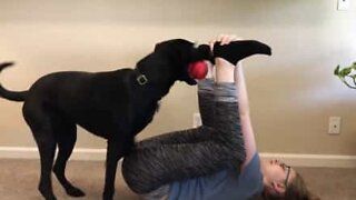 Dona é interrompida por cão durante sessão de yoga