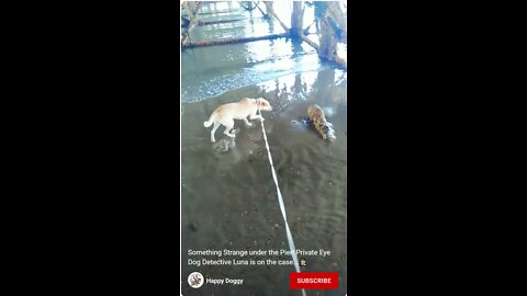 Something Strange under the Pier! Private Eye Dog Detective Luna is on the case...🕵️