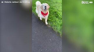 Puppy guides old blind dog