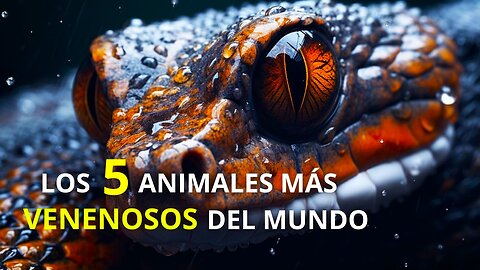 Top 5 Animales Más Venenosos Del Mundo