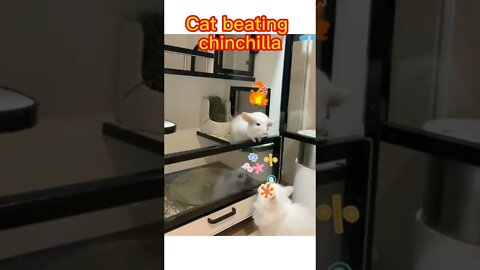 🐱Cutest Cats🐱Cat beating chinchilla