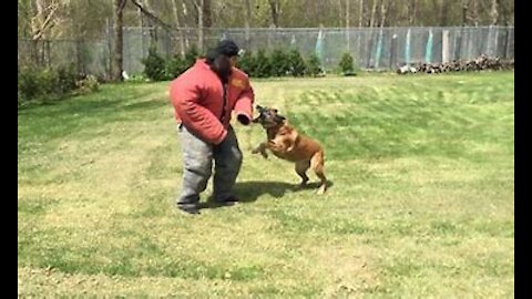 How to defend against a dog attack. Self defense against dog attack