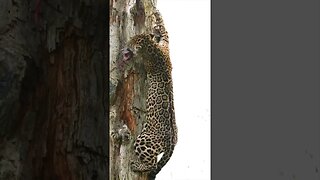 🐆Jaguars are good at climbing trees.