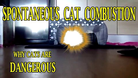Spontaneous Cat Combustion: Why Cats Are Dangerous