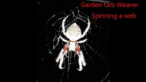 Garden Orb Weaver Spider Spinning a Web
