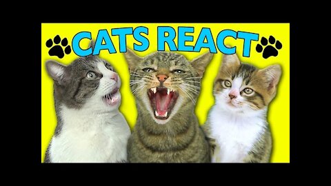 CATS REACT TO VIRAL VIDEOS| Funny cats