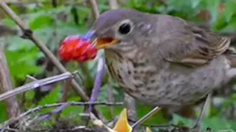 Spectacular footage of mother bird feeding her babies