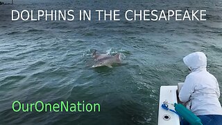 Dolphins in the Chesapeake Bay - Virginia OurOneNation