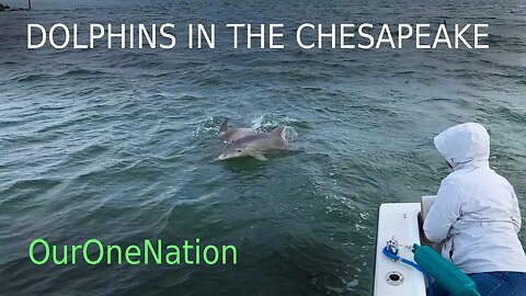 Dolphins in the Chesapeake Bay - Virginia OurOneNation