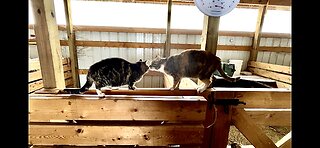 Barn cat showdown! Returning our amputee cat to the goat barn. | Goat check after Polar Vortex