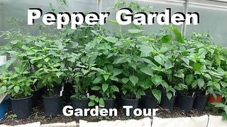 Pepper Garden Tour 2023 | Over 300 Plants and Almost 150 Varieties!