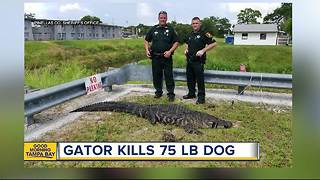 9-foot alligator attacks, kills 75-pound dog in St. Petersburg