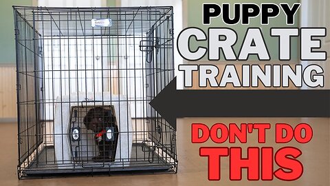 Everything You Need To Know About Crate Training - Pro Tips & Tricks