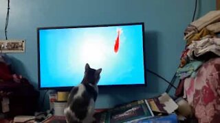 Cat goes fishing on television during quarantine