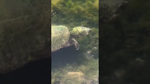 Big Bass and Giant Snapping Turtle cruising together. #bass #fishing #bassfishing #shorts