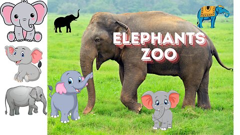Elephants zoo videos in junjle