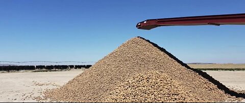 Farm in Idaho giving away 2 million potatoes