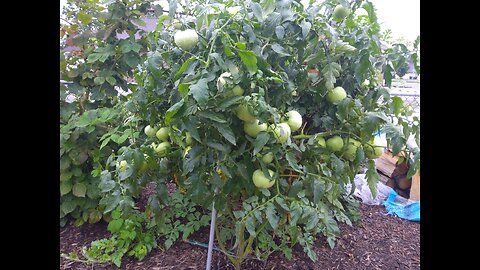 Third Hossinator Tomato Harvest 7/29/24