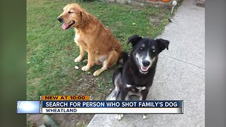 Family offering $500 reward for person who shot, killed dog
