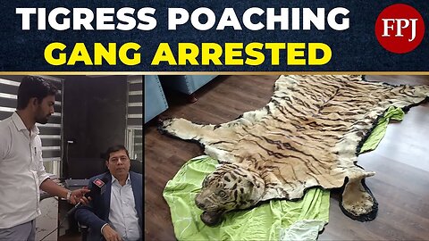 Shocking Tigress Poaching Bust: Gang Arrested with ₹5 Crore Skin