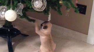Pug puppy adorably fascinated by Christmas tree