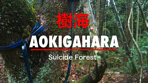 A Look Inside Japan's "Suicide Forest", Aokigahara, Japan