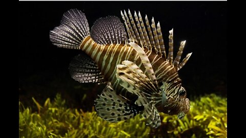 Lion fish ander water....🐠🐠🐠🐠🐠