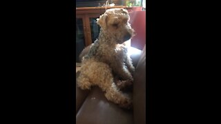 Hairy Dog sits facing the sofa
