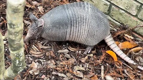 Armadillo!!!