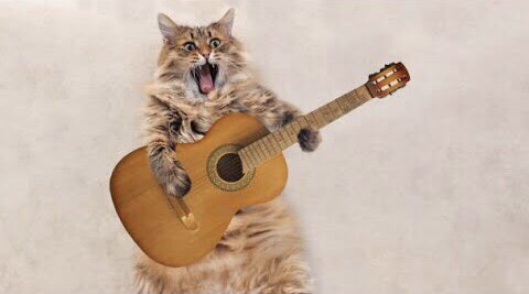 Cute Cat Singing Ah Aaaaa aa | Cute Animal Videos #1