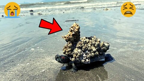 He Was Desperate And Asked Kind Person For Help | Removing a Tower of Barnacles