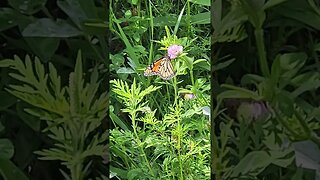 Wildlife around the Farm 🚜 series, Monarch Butterfly at the Farm 🌳 🚜