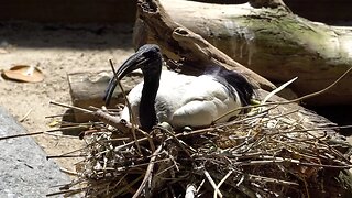 CatTV: Take Your Cat to San Diego Safari Park - African Sacred Ibis