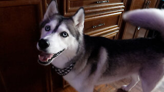 Hungry Husky Howls for Food!