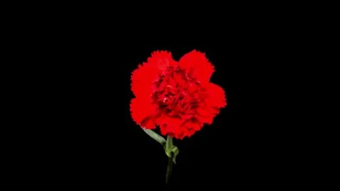 Beautiful time lapse of opening carnation flower