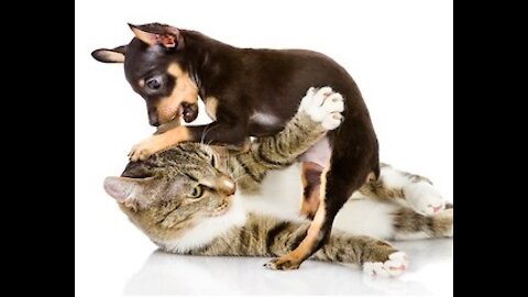 MOST Vicious DOG Attacks On CATS and KITTENS