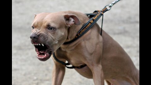 Extremely reactive pitbull + Leash reactive dog training MUST WATCH!!