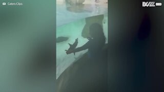 Bimba e pinguino giocano separati dal vetro dell'acquario