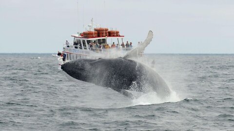 A Lobster Diver In The States Says He Got Swallowed By A Humpback Whale & Spat Back Out