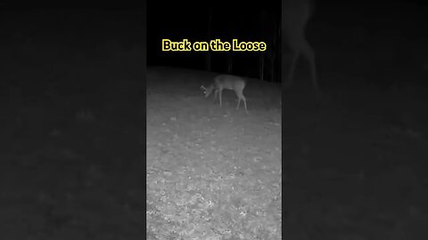 Trail Cam Trespasser: Buck's Great Wander #buck #deer #prepperboss