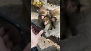 Watch These Monkeys Reaction TonThe Phone #shorts #funny