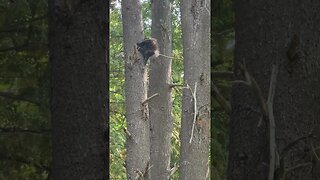 Porcupine Climbing A Tree