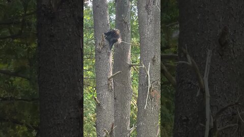 Porcupine Climbing A Tree