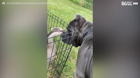 Ganso e cão formam amizade inimaginável