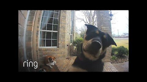 Family Dogs Learn to Use Ring 😱 Video Doorbell to Get Owner’s Attention | RingTV