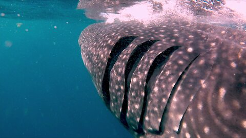 Photographers get in the water with gigantic whale sharks