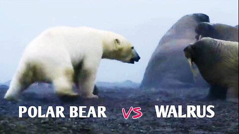 Polar Bear vs Walrus | Amazing Fight Between Polar Bear And Walrus |