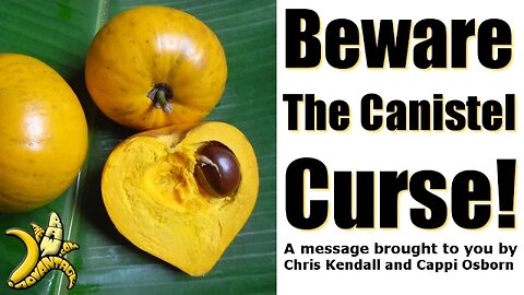 Beware the Canistel Curse, a sweet fruit seduction!